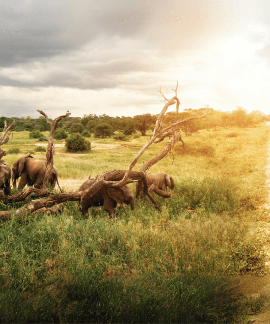 A Wildlife Adventure with Dazzling Tours , Sri Lankan Safari